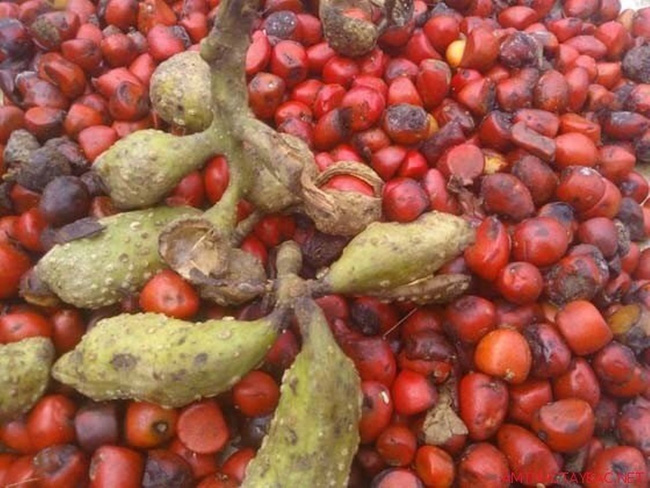3 loai hat gia vi dac san tay bac noi tieng 6 - 3 loại hạt gia vị đặc sản Tây Bắc nổi tiếng