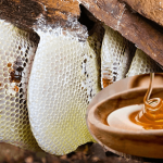 mat ong rung tay bac mua o dau chat luong tot 150x150 - Có mấy loại mật ong nguyên chất?