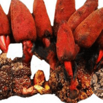 nhung san vat quy cua tay bac 150x150 - Một số sản vật mùa thu của núi rừng Tây Bắc